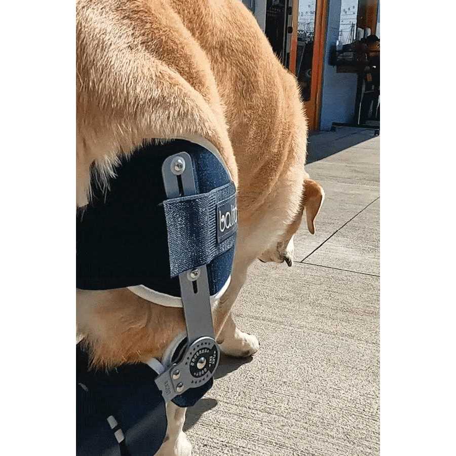 Adjustable Hinged Dog Knee Brace V3262
