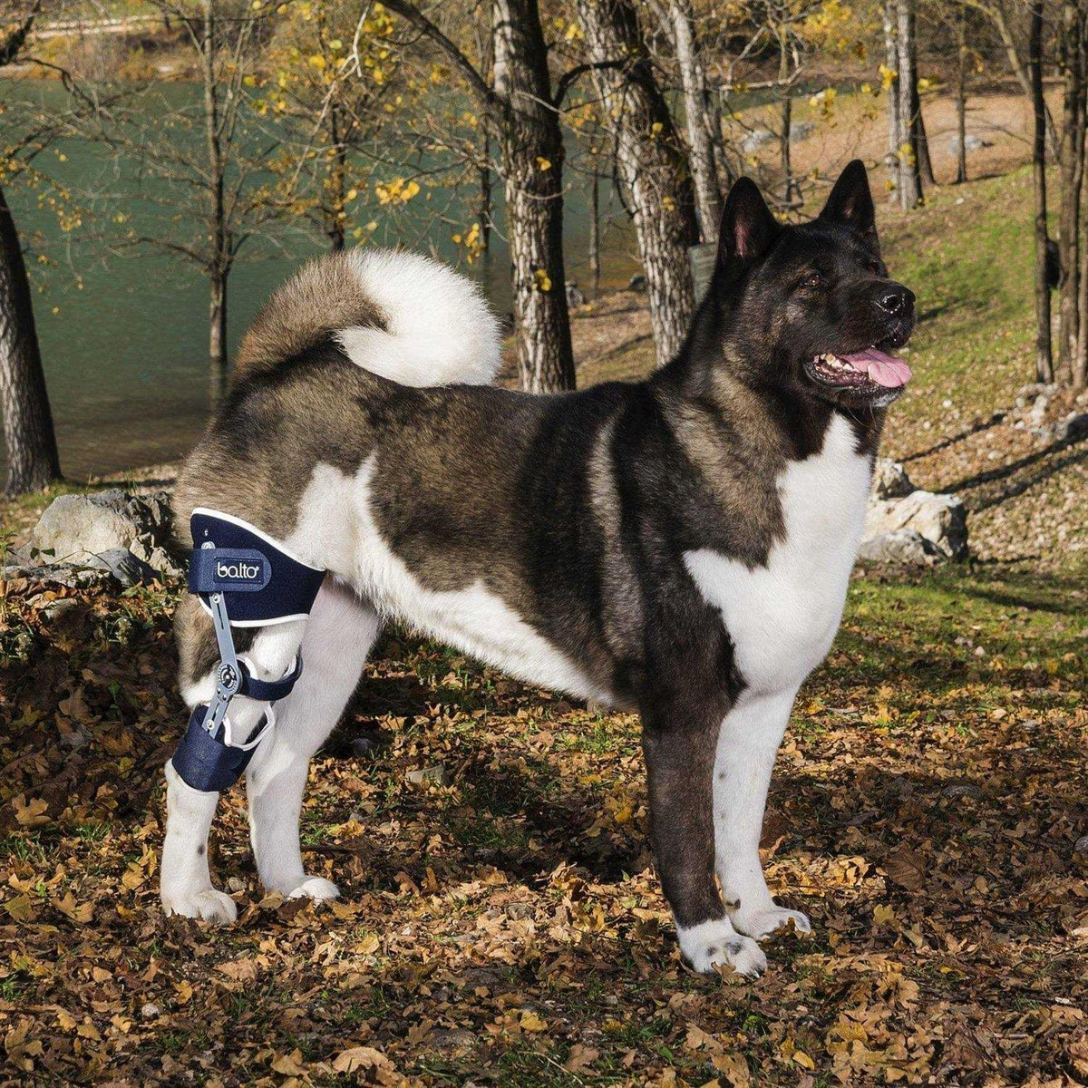 Adjustable Hinged Dog Knee Brace V3262