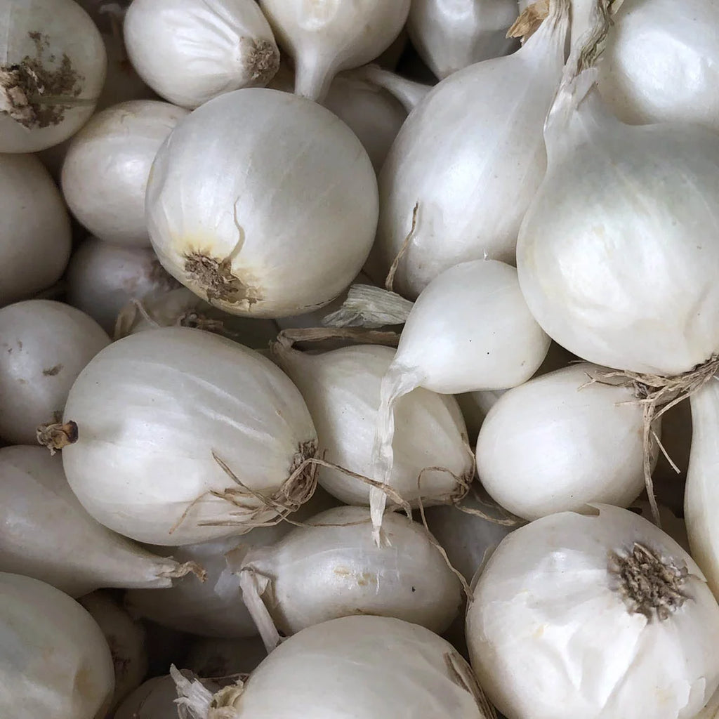 100 bulbs White Onion Sets for planting V623