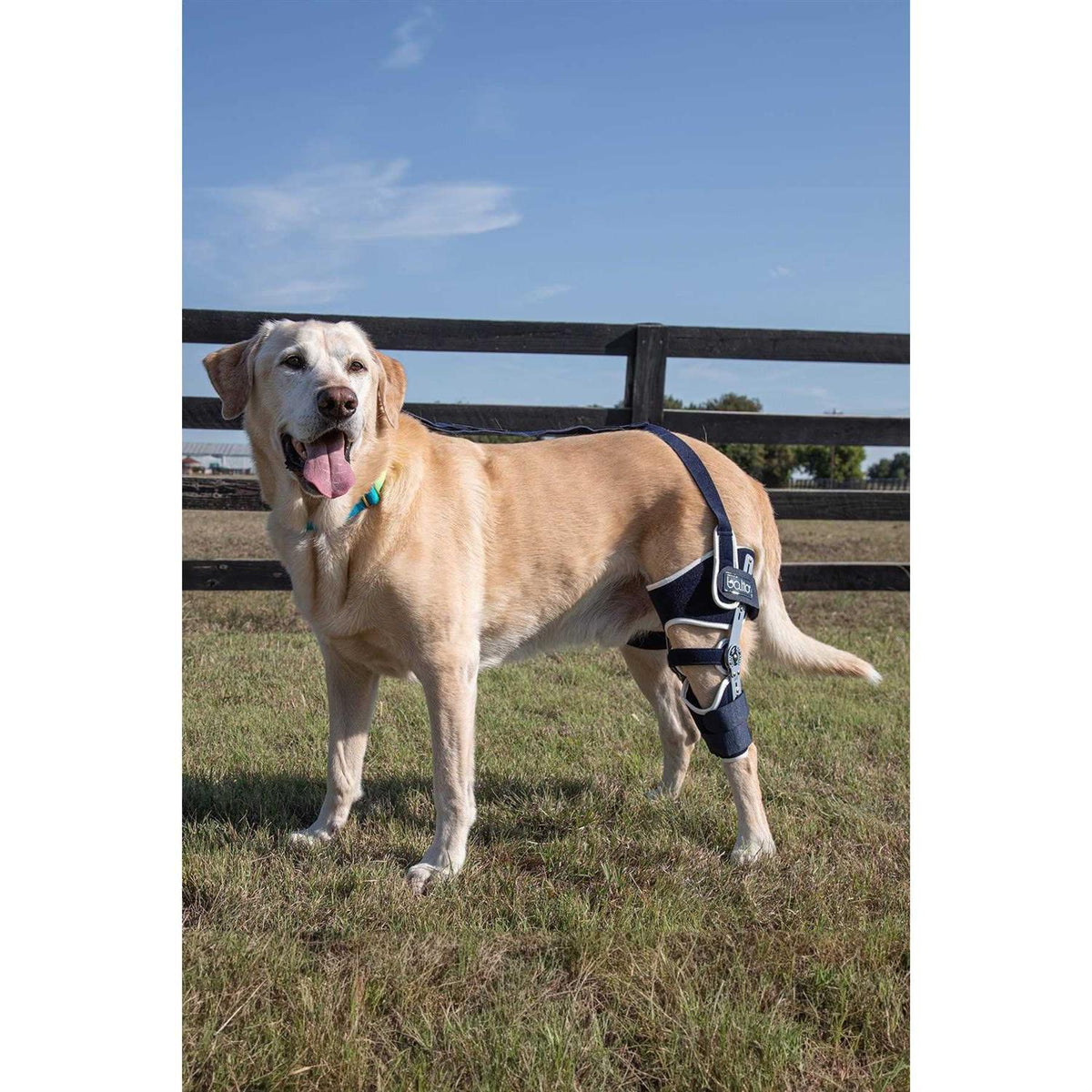 Adjustable Hinged Dog Knee Brace V3262